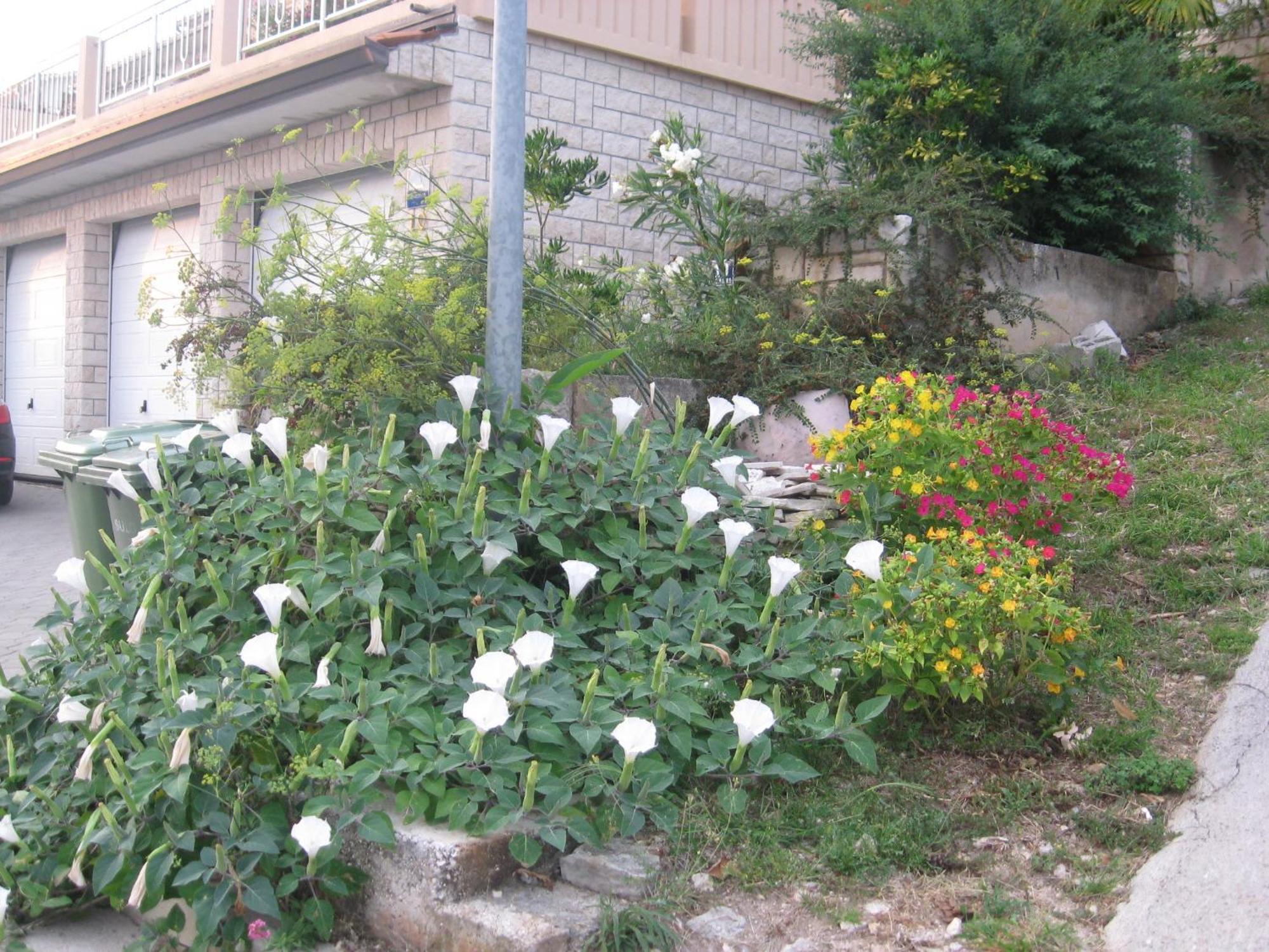 Apartments Silmare Rabac Quarto foto
